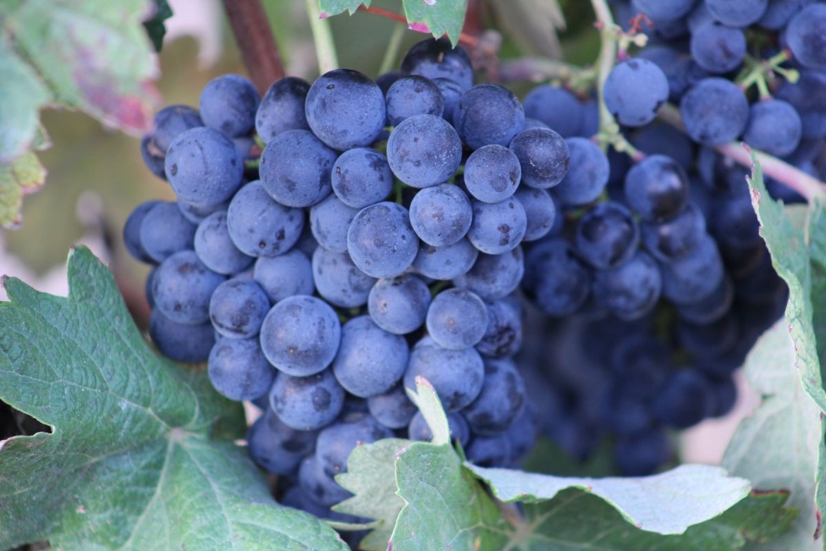 Bodegas Bagordi Pioneros De La Viticultura Ecol gica Bodegas Bagordi bodegas-bagordi-pioneros-de-la-viticultura-ecol-gica-bodegas-bagordi